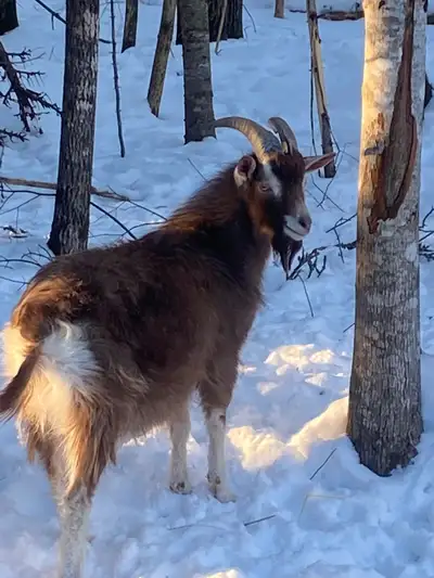 Purebred Toggenburg Goat (Buck), View more