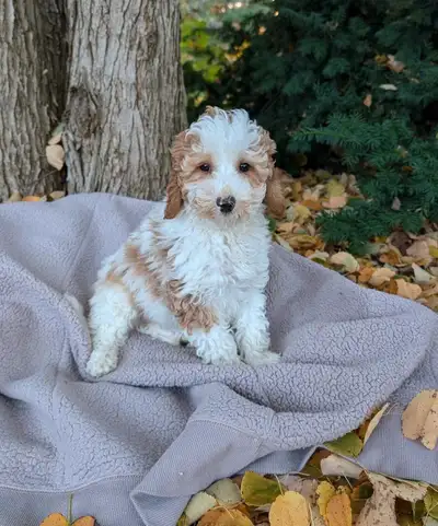 ADORABLE FEMALE F2 MINI GOLDENDOODLE, View more