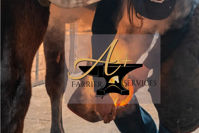 Farrier Services in Horses & Ponies for Rehoming in Ottawa