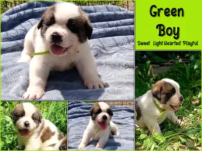 Location: Cape Breton, Nova Scotia, Canada (NS delivery available) Our St. Bernard Parents Molly and...