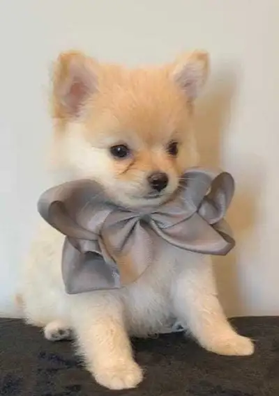  Pomeranian puppies , View more