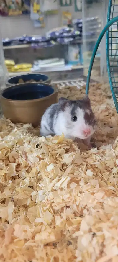 We have a large variety of hamsters available many different species from teddy bears black bears dw...