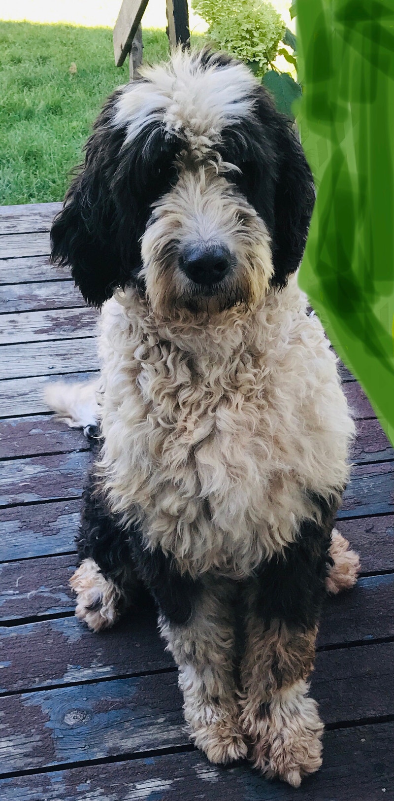 Bernedoodle Available Dogs & Puppies for Rehoming Ottawa Kijiji