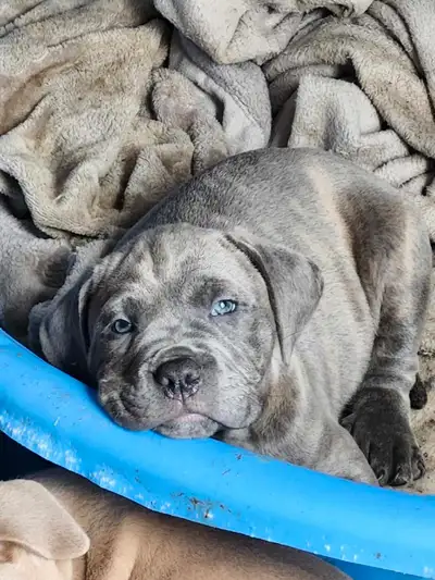 3 males and 1 Female Available Raised in home with Mom and Dad. Good temperament. Puppy s will be va...
