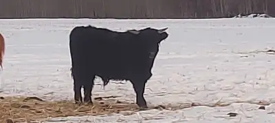 Highland Bull for Sale