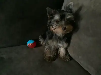 Male yorkie puppy, View more