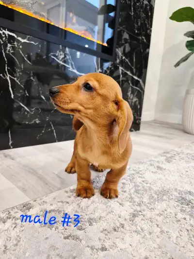 ✨️updated pictures✨️ 1 pup left Vet checked / first shot / deworming done !! ❤️ All pups are healthy...