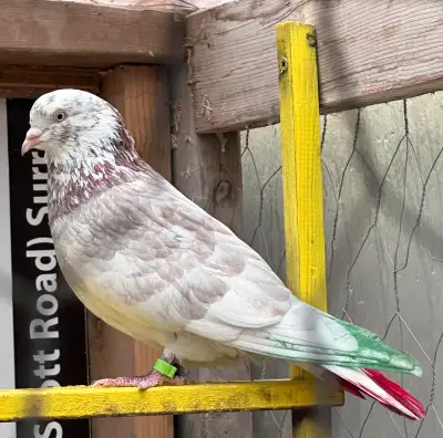 Beautiful male bird for sale