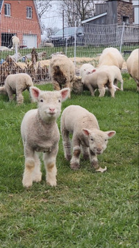Babydoll wethered ram lambs