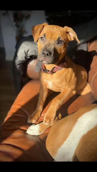 Beautiful Girl Needs Forever Home, View more