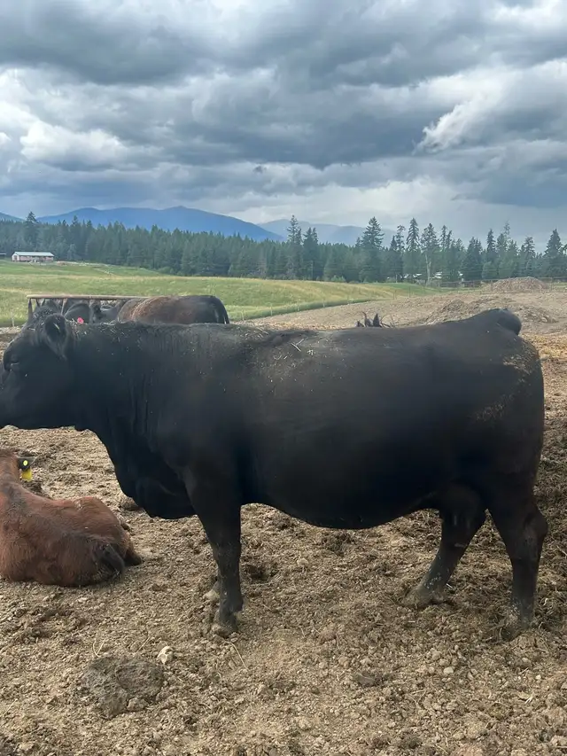 Angus/Simm Cows in Livestock in Nelson - Image 11