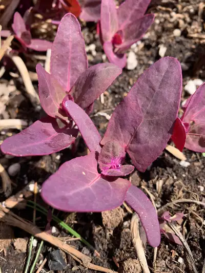 Plants - red/purple Orach 