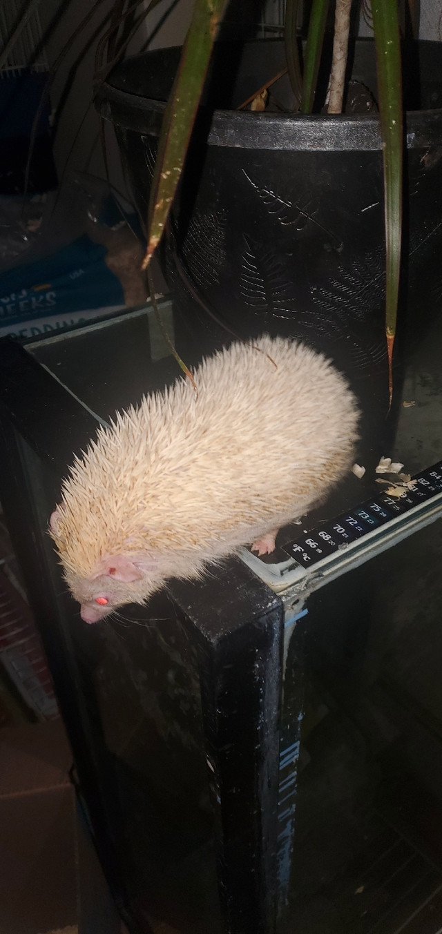 Hedgehog white Males dans Petits animaux à adopter  à Ville de Toronto - Image 2