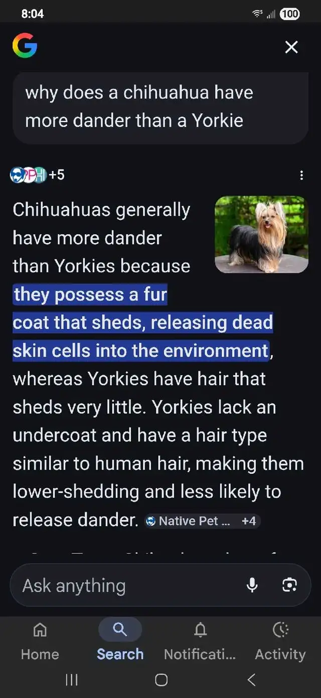 Chorkie Puppy,  Healthy, TINY, well trained, shots in Dogs & Puppies for Rehoming in Kelowna - Image 5