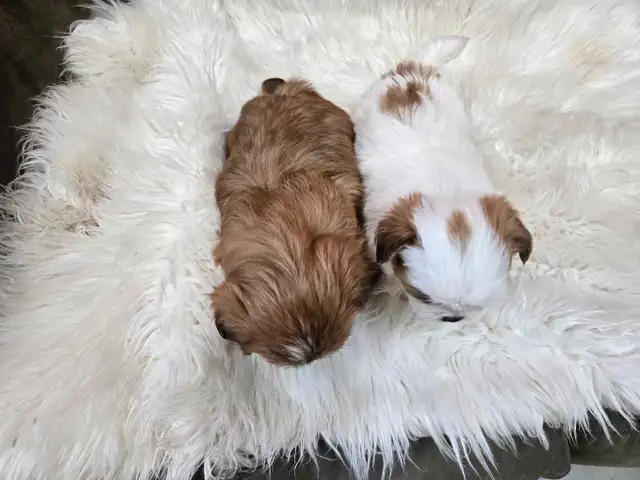 Shichon Puppies in Dogs & Puppies for Rehoming in Winnipeg - Image 5