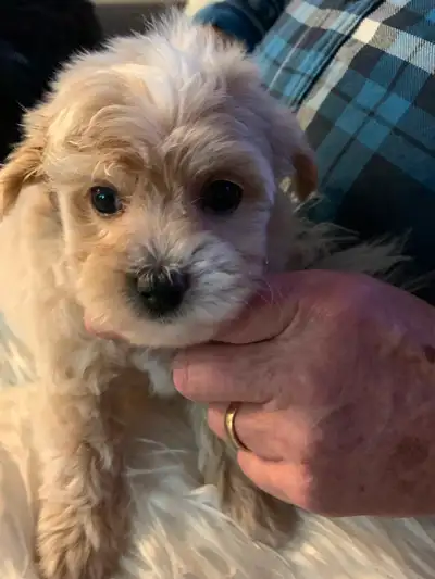 Hi: I have 4 toy poodle cross puppies available. All males. Very intelligent and clownish boys, woul...
