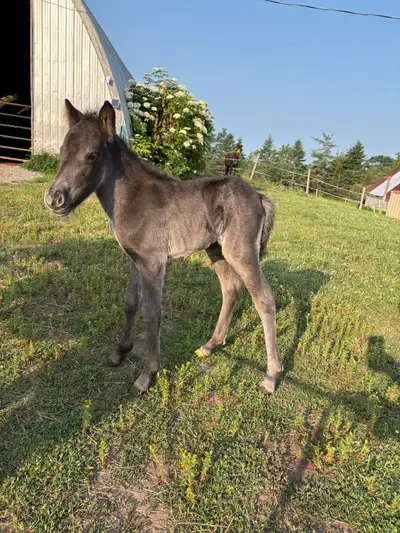 Medium Pony Colt, View more