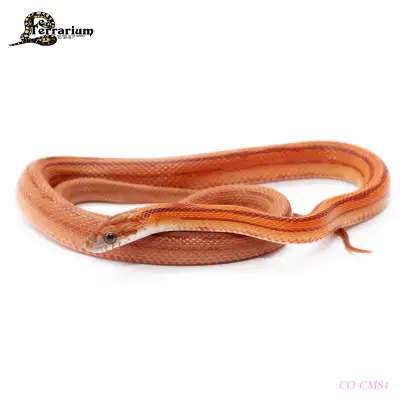 Serpent des blés - Motley stripe het avalanche - Femelle, View more