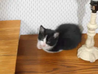 chaton pret a partir, View more