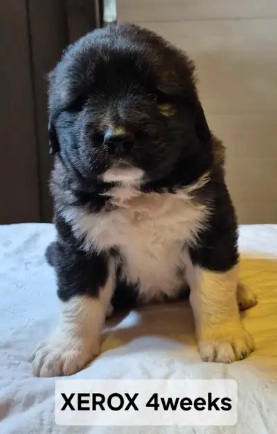 Giant Puppy Caucasian Shepherd Male  100% pure, View more
