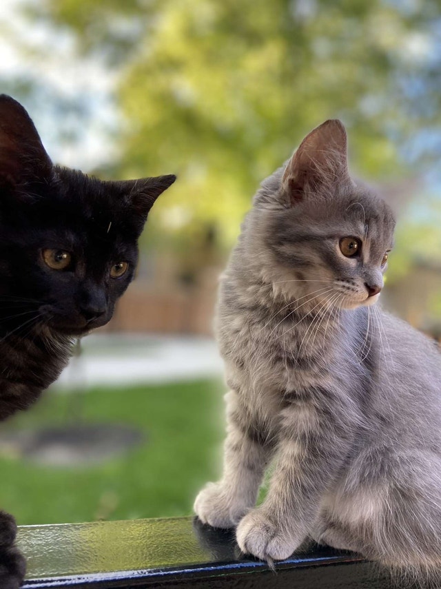 Two half Maine coon kitties Cats & Kittens for Rehoming City of