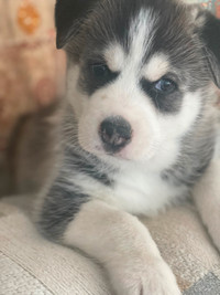 Chiot Husky, Sibérien