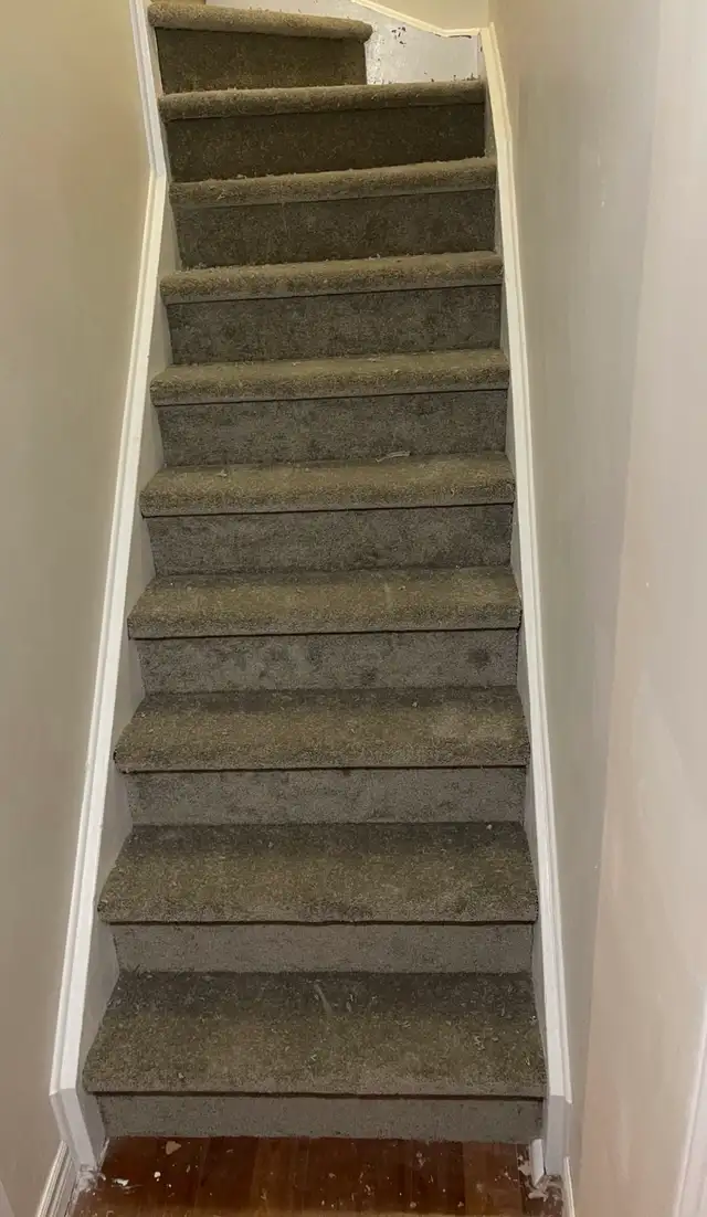Carpet Installation576046332296581121