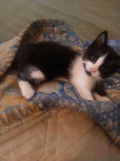 Chaton mignon 2mois 50$, View more