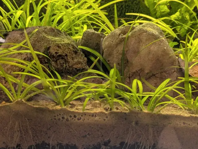 Dwarf Sagittaria in Fish for Rehoming in Kitchener / Waterloo - Image 3