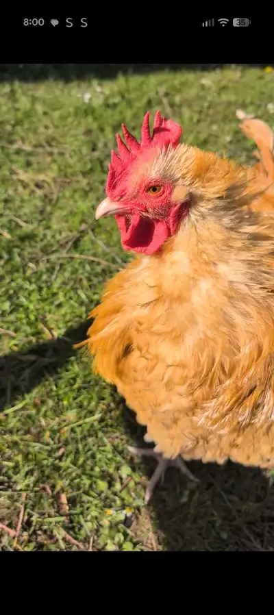 buff orpington Rooster, View more