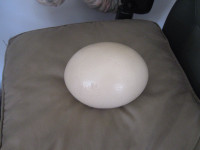 Ostrich Egg Waiting to be Painted.