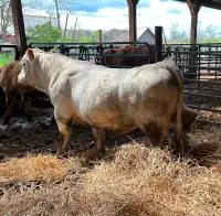 Charolais Bull For Sale