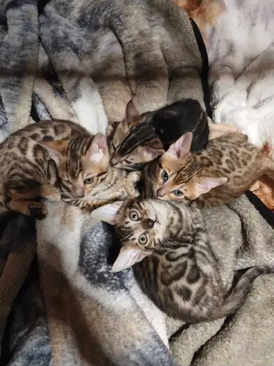 Bonjour , 4 petits mâles dociles , aimables et enjoués.. ( Shawinigan ) Ils vont déjà dans la litièr...