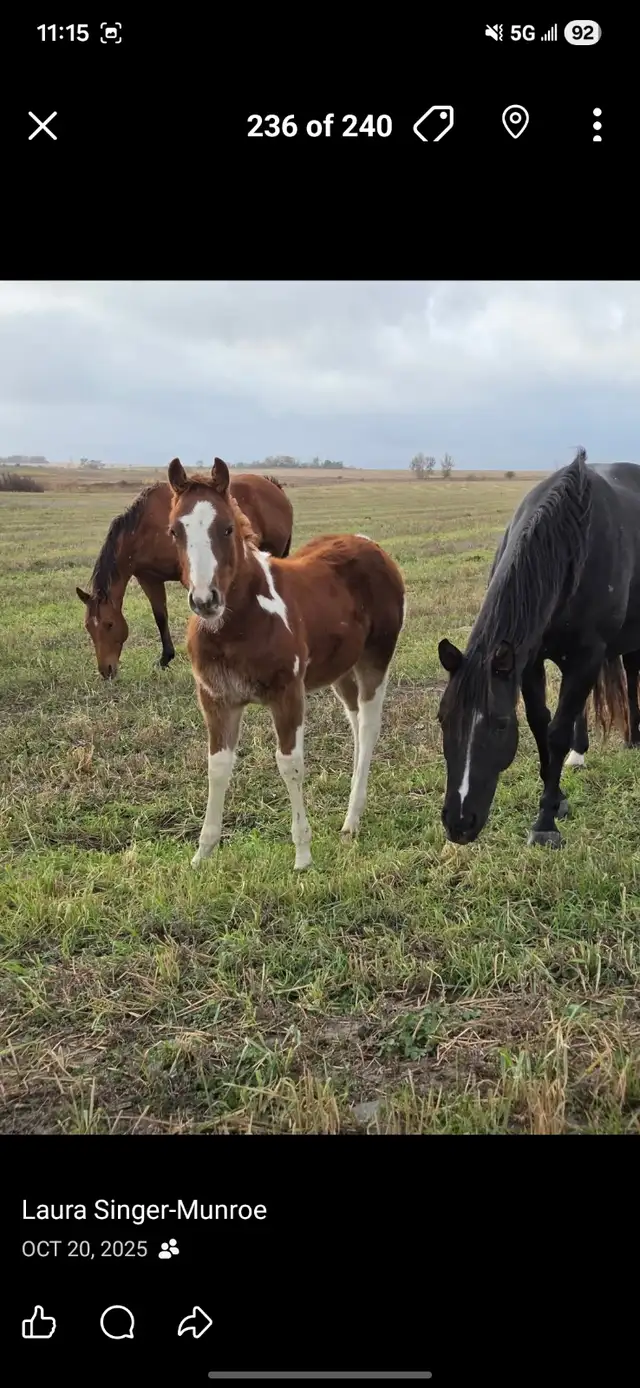 2025 APHA stud in Horses & Ponies for Rehoming in Regina - Image 2