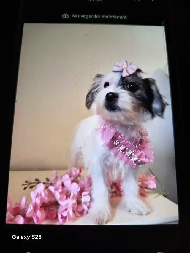 magnifique shituz avec yorkshire in Dogs & Puppies for Rehoming in Laurentides - Image 2