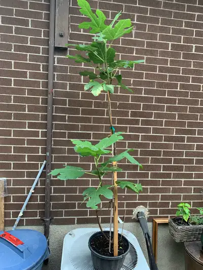 Italian Fig Tree $50, View more