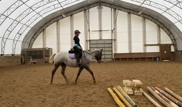 Horse Training/Re-Starts in Animal & Pet Services in Ottawa - Image 3