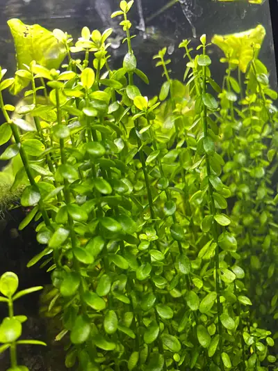 aquarium plant, View more