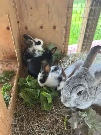 New Zealand X Rabbits ready to go Incredible genetics & temperment for both pet and livestock. 4 fem...