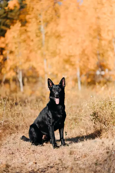 Breed: German Shepherd Breeder: Wolfenhaus Ranch Location: West Kelowna DOB: May 24, 2025 Rehoming d...