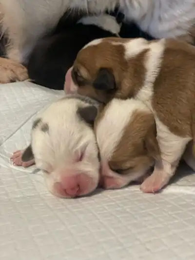 *FIRST PICK* Corgi Boy Puppies, View more