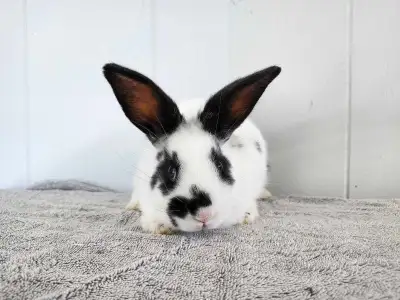 Female baby bunnies available now!, View more