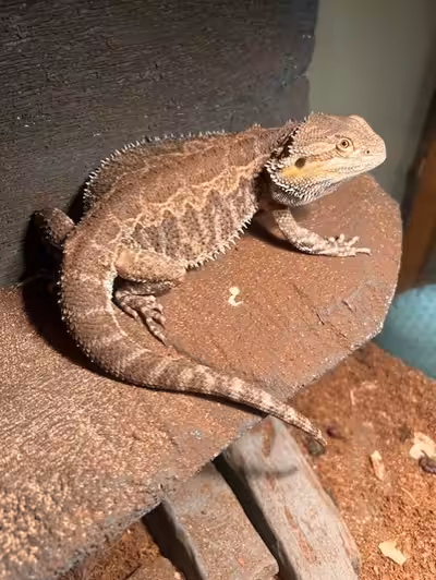 I am selling a male bearded dragon with his enclosure. Bruce is an 18 month old dragon and pretty ac...