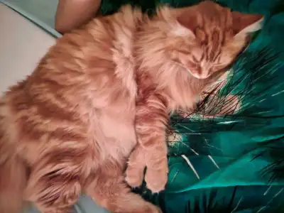 rehoming my orange boy, View more