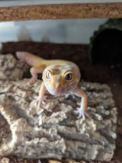 Male albino leopard gecko regen tail contact for more information