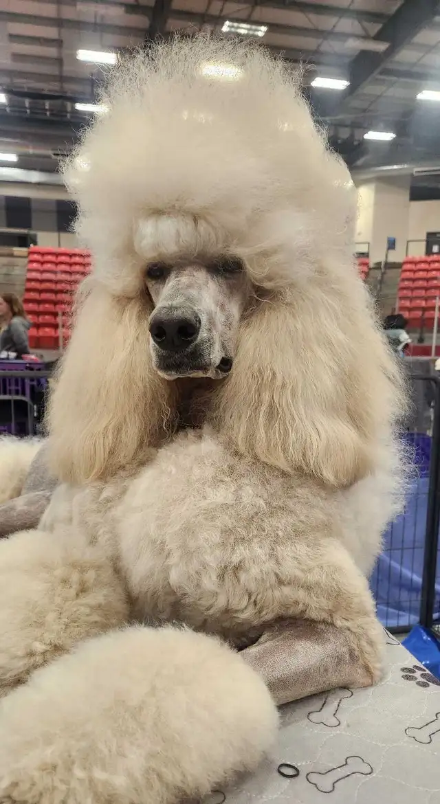 STANDARD POODLE PUPPIES! CKC REGISTERED in Dogs & Puppies for Rehoming in Calgary - Image 6