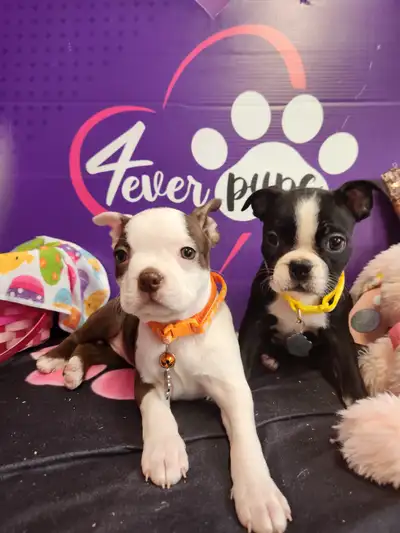 Boston terrier pure *1y.garantee, vacc, deworm, microchip & more, View more