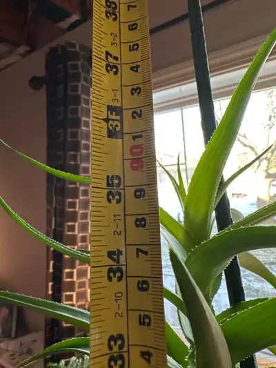 Large climbing aloe, View more