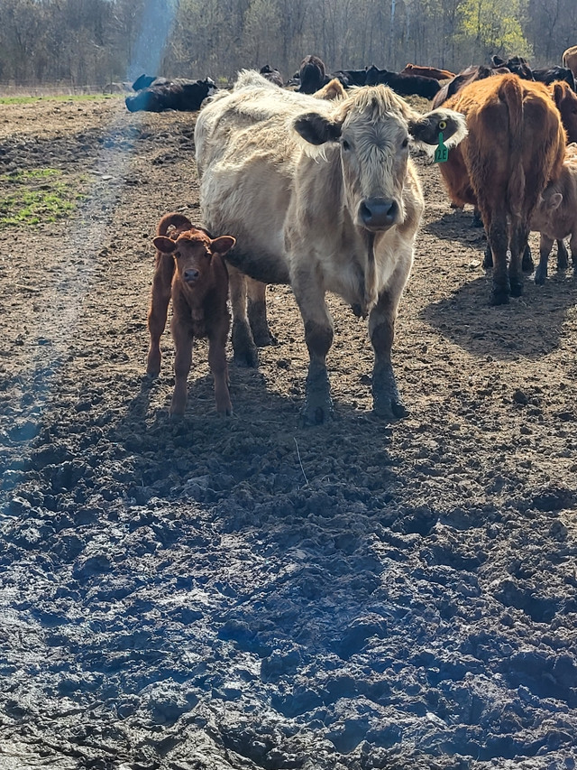Cow calf pairs Livestock Brockville Kijiji
