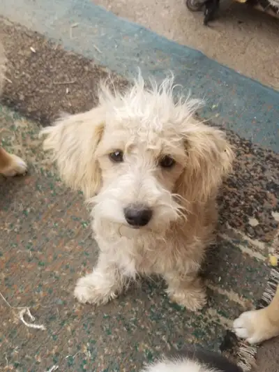 Bichon toy Poodle puppies, View more